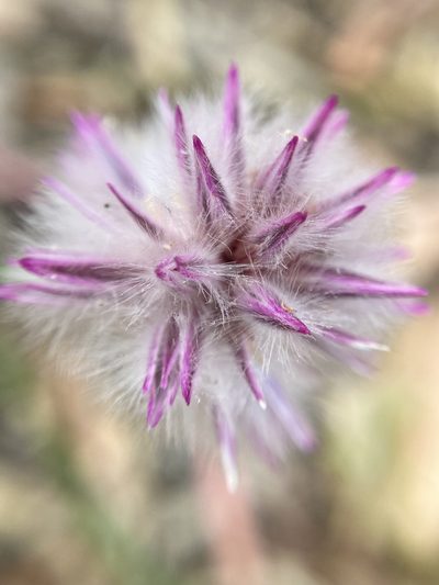 Ptilotus drummondii, photographed by pimelea