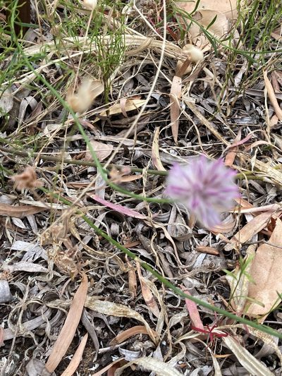 Ptilotus drummondii, photographed by pimelea
