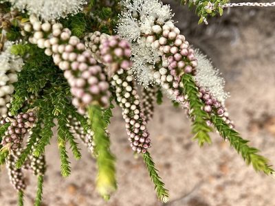 Melaleuca huegelii, photographed by pimelea