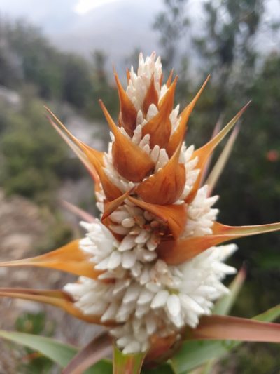 Richea dracophylla, photographed by Yoav Daniel Bar-Ness