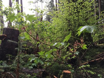 Ribes laxiflorum, photographed by B. Hughes
