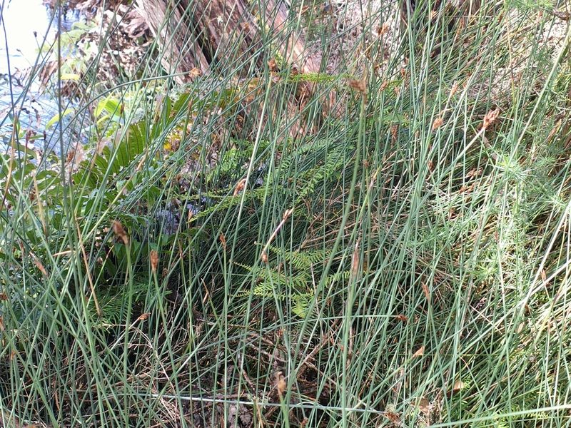 Lepidosperma australe, photographed by Tom Ferguson