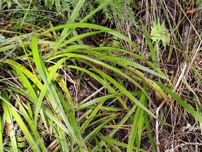 Dianella nigra, photographed by Tom Ferguson