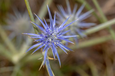 Eryngium ovinum, photographed by Andrew Allen