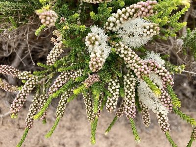 Melaleuca huegelii, photographed by pimelea
