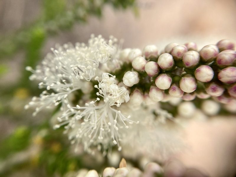 Melaleuca huegelii, photographed by pimelea