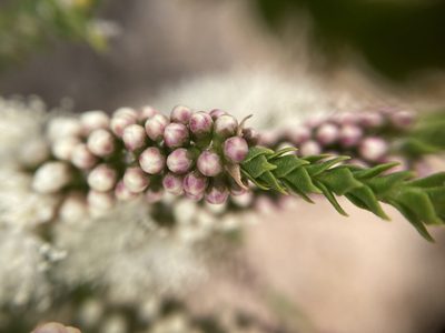 Melaleuca huegelii, photographed by pimelea
