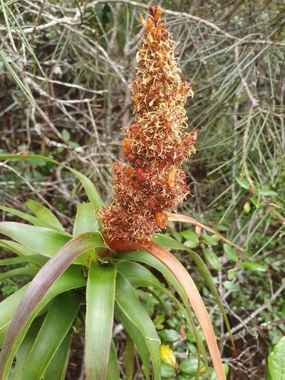 Richea dracophylla, photographed by Yoav Daniel Bar-Ness