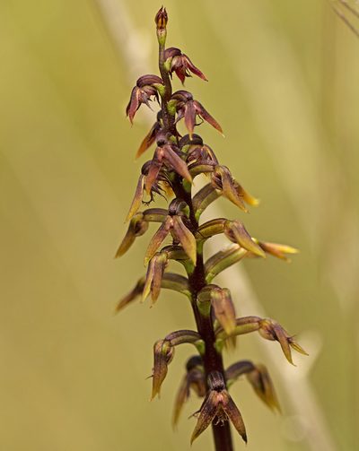 Genoplesium acuminatum, photographed by Tony Eales