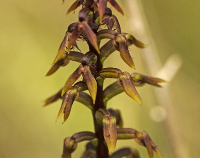 Genoplesium acuminatum, photographed by Tony Eales
