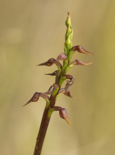 Genoplesium acuminatum, photographed by Tony Eales