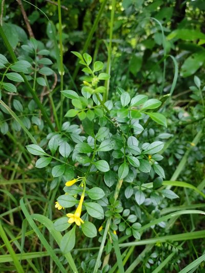 Chrysojasminum humile, photographed by Tom Ferguson