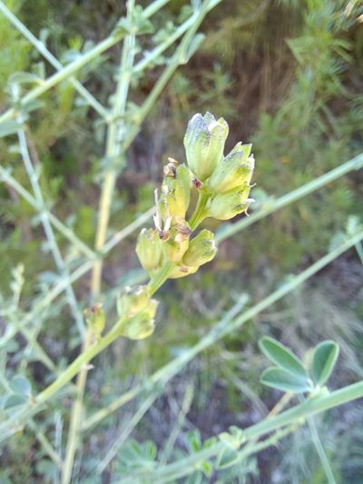 Psoralea striata, photographed by Danie Palm