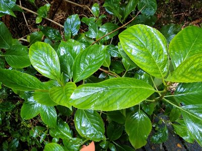Hydrangea macrophylla, photographed by Tom Ferguson