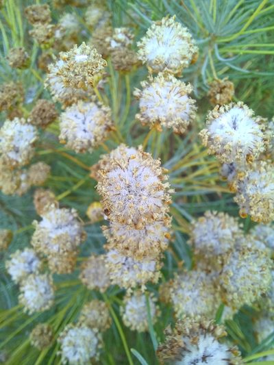 Euryops tenuissimus, photographed by Danie Palm