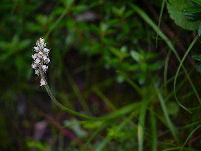 Aletris pauciflora, photographed by Dinesh Valke