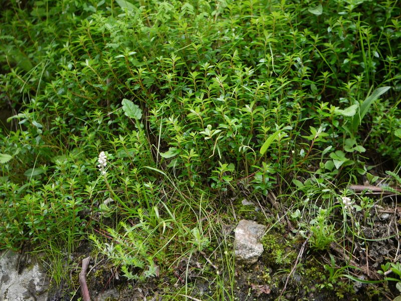 Aletris pauciflora, photographed by Dinesh Valke