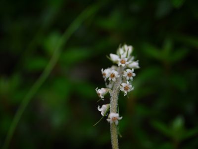 Aletris pauciflora, photographed by Dinesh Valke