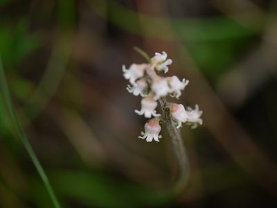 Aletris pauciflora, photographed by Dinesh Valke