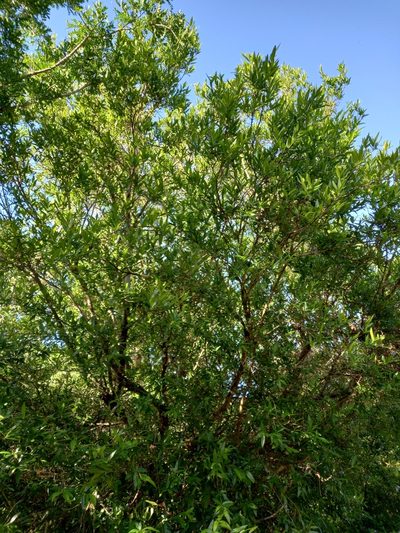 Combretum afrum, photographed by Christiaan Viljoen