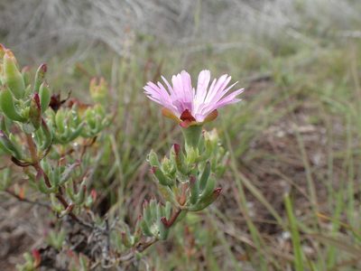 Lampranthus stayneri, photographed by Mahomed Desai