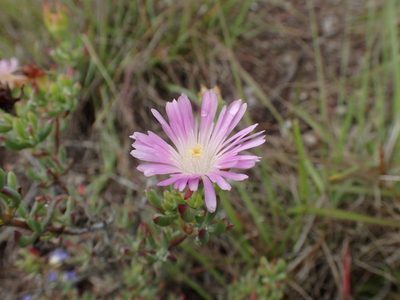 Lampranthus stayneri, photographed by Mahomed Desai