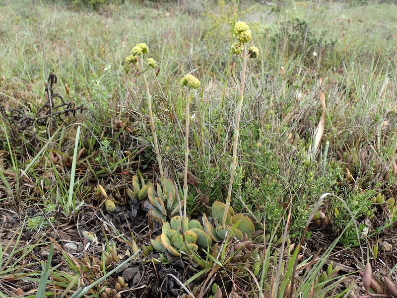 Crassula cotyledonis, photographed by Mahomed Desai