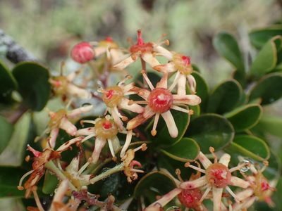 Putterlickia pyracantha, photographed by Mahomed Desai
