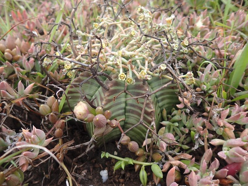 Euphorbia meloformis, photographed by Mahomed Desai