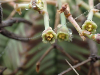 Euphorbia meloformis, photographed by Mahomed Desai