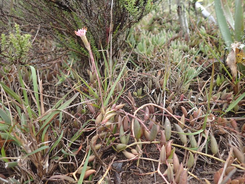 Senecio radicans, photographed by Mahomed Desai
