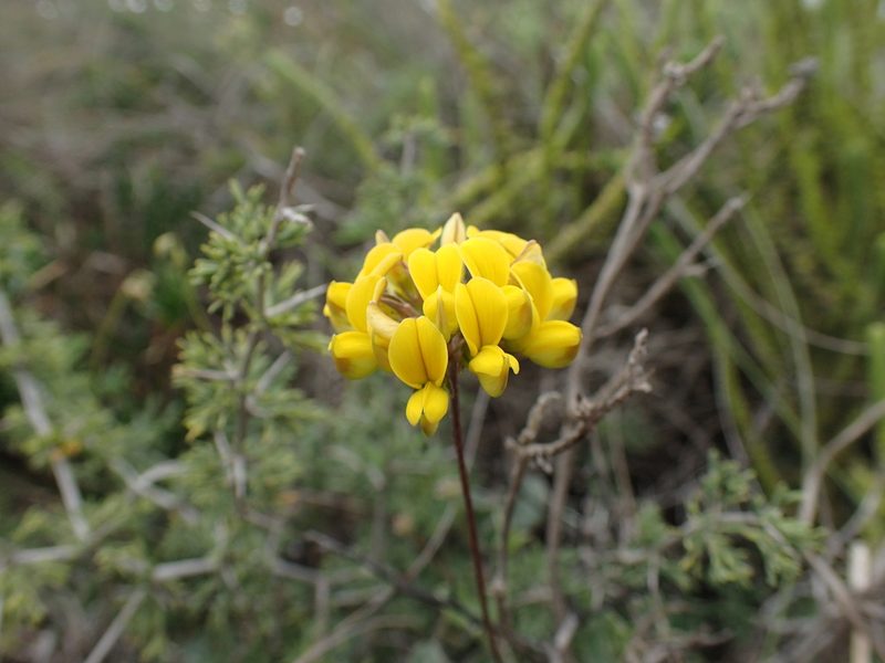 Lotononis umbellata, photographed by Mahomed Desai