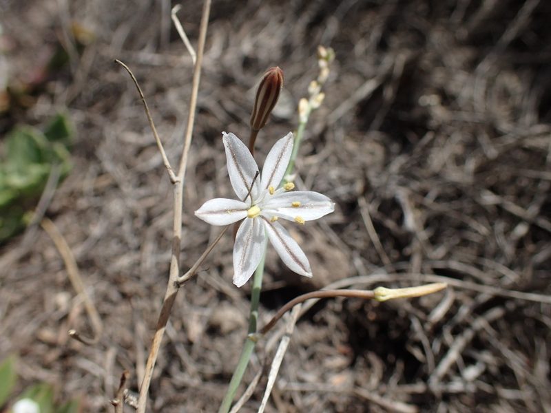 Trachyandra affinis, photographed by Mahomed Desai