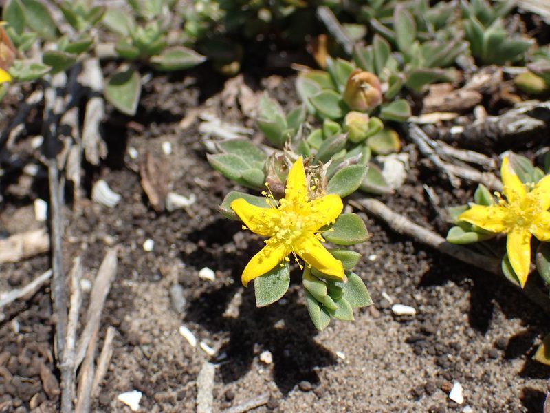 Aizoon rigidum, photographed by Mahomed Desai
