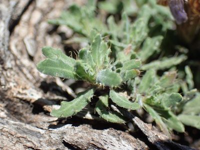 Blepharis procumbens, photographed by Mahomed Desai
