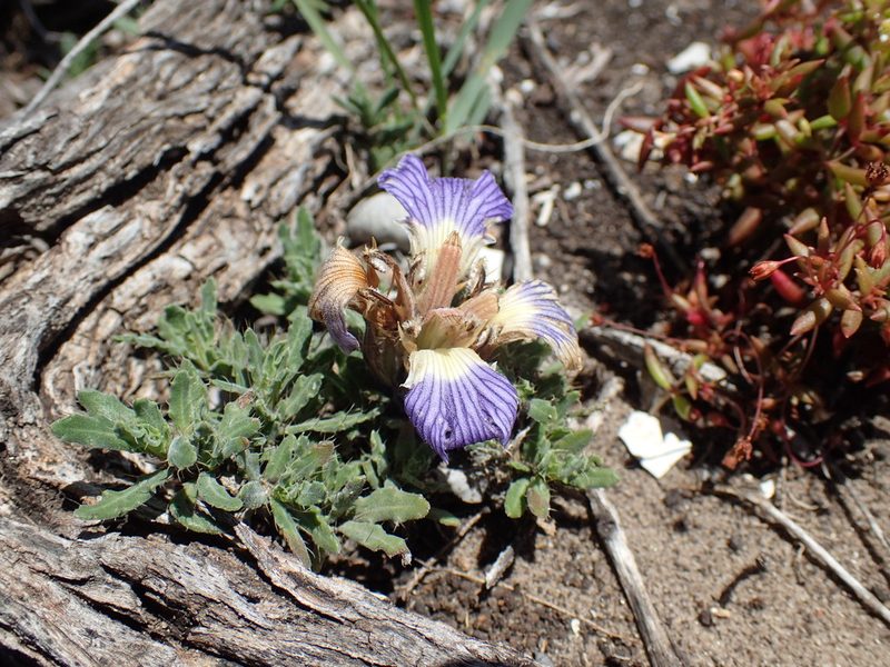 Blepharis procumbens, photographed by Mahomed Desai