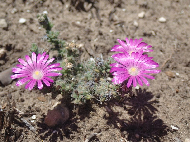 Trichodiadema intonsum, photographed by Mahomed Desai