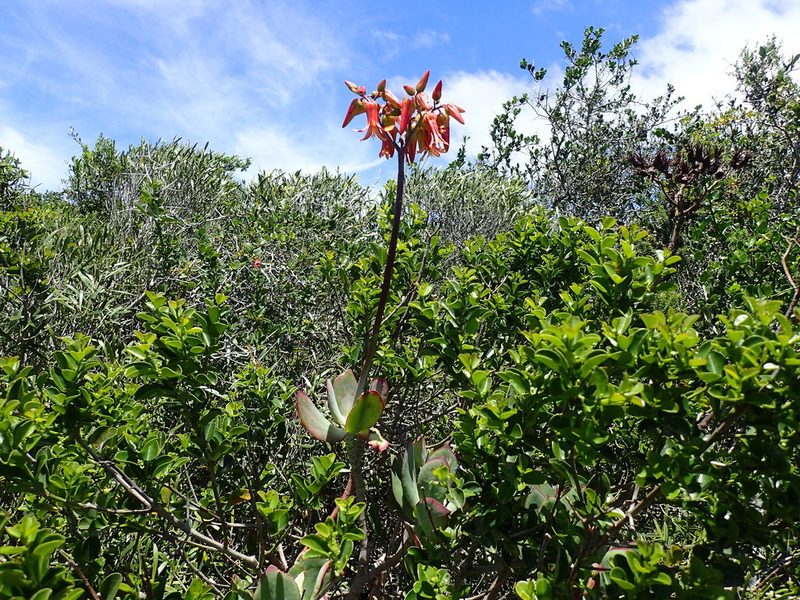 Cotyledon velutina, photographed by Mahomed Desai