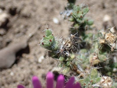 Trichodiadema intonsum, photographed by Mahomed Desai