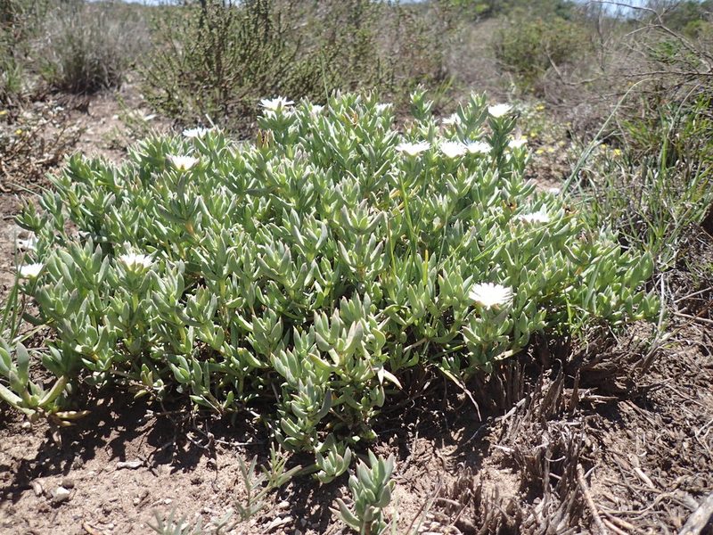 Delosperma litorale, photographed by Mahomed Desai