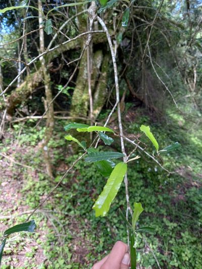 Brachylaena elliptica, photographed by Christiaan Viljoen