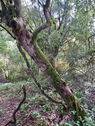 Trichocladus ellipticus, photographed by Christiaan Viljoen