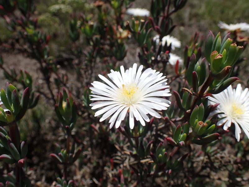 Lampranthus stayneri, photographed by Mahomed Desai
