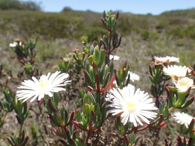 Lampranthus stayneri, photographed by Mahomed Desai