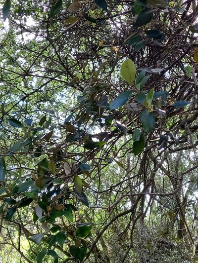 Trichocladus ellipticus, photographed by Christiaan Viljoen