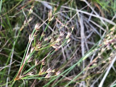 Juncus capensis, photographed by Caroline Voget