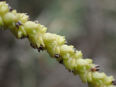 Crassula muscosa, photographed by Mahomed Desai