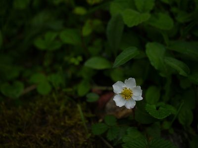 Fragaria nubicola, photographed by Dinesh Valke