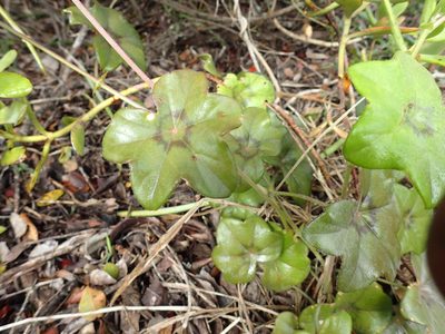 Pelargonium peltatum, photographed by Mahomed Desai