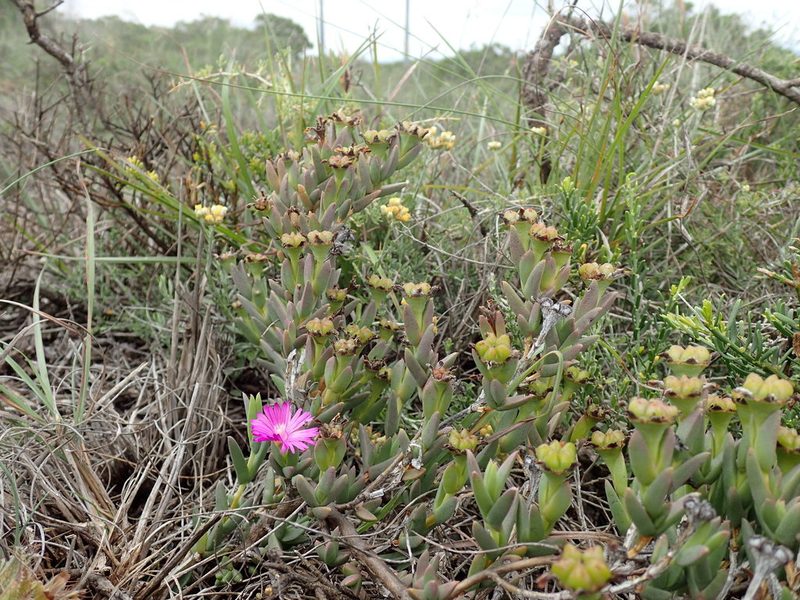 Ruschia congesta, photographed by Mahomed Desai